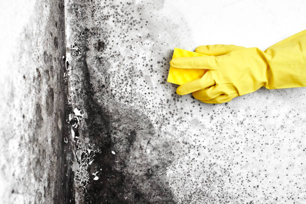 Best Mold Remediation  in Manassas, VA