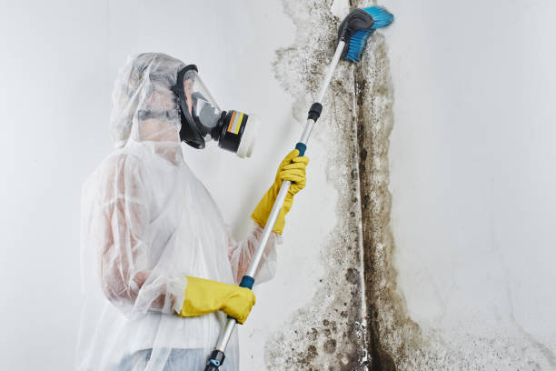 Best Mold Testing  in Manassas, VA