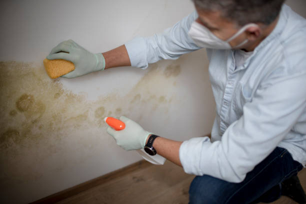 Professional Mold Removal in Manassas, VA