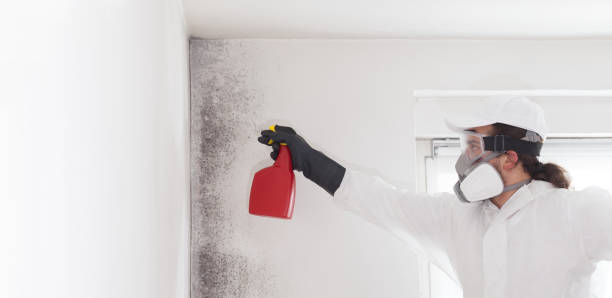 Attic Mold Removal in Manassas, VA