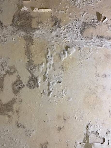 Best Same-Day Mold Removal  in Manassas, VA