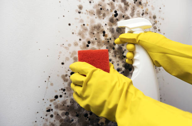 Best Mold Cleaning Services  in Manassas, VA
