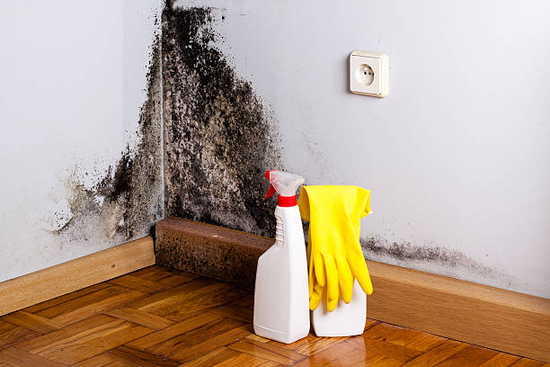 Best Mold Remediation Experts  in Manassas, VA