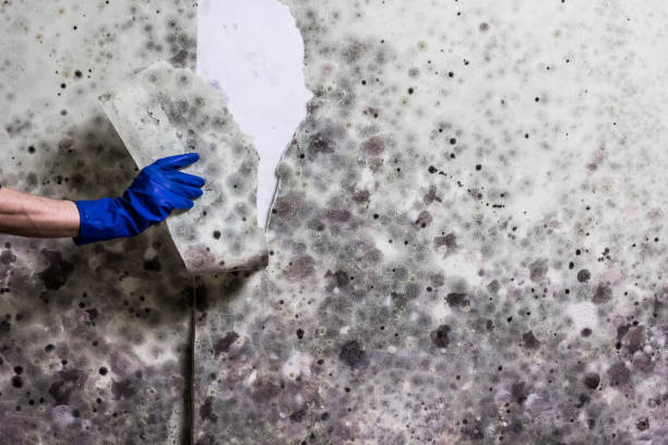 Best Affordable Mold Removal  in Manassas, VA