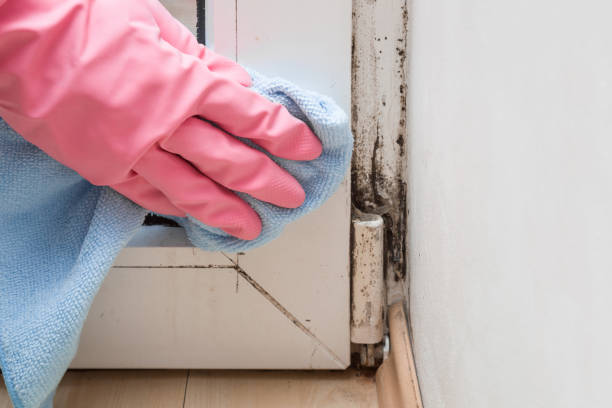 Best Mold Damage Repair  in Manassas, VA