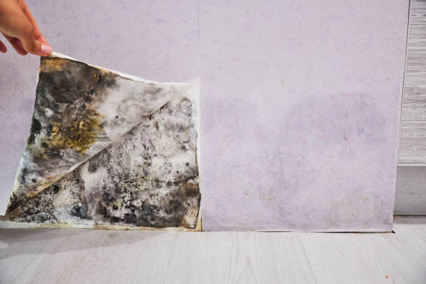 Best Mold Remediation  in Manassas, VA
